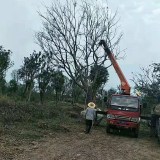 樸樹價格表 3-5米樸樹江蘇基地報價