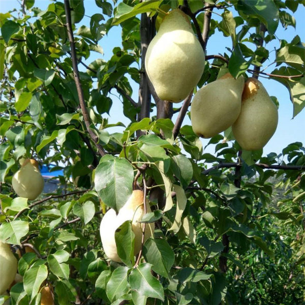 山農(nóng)酥梨梨苗