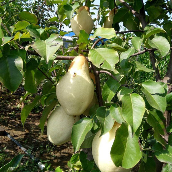 山農(nóng)酥梨梨苗