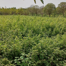 榉树小苗基地哪里最多 榉树苗九江最便宜便宜