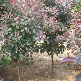 红栌绿化苗木 红栌批发价格  红栌苗种植基地