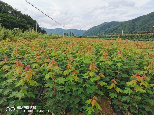 美国红枫小苗