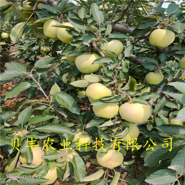 蘋(píng)果苗 蘋(píng)果樹(shù)苗