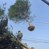 4公分大叶女贞 基地5公分大叶女贞价格