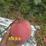 秦脆蘋果蘋果苗缺素后施肥技術(shù)