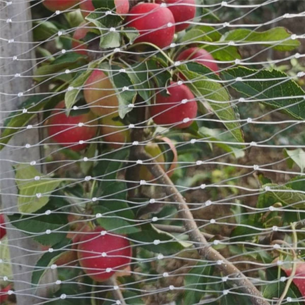 爱妃苹果苹果苗