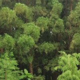 廣東水松價格 水松種植基地