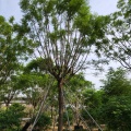 福建蓝花楹，蓝花楹基地，蓝花楹批发，18公分蓝花楹