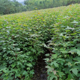 楓香小苗基地價格表 楓香樹苗哪里種植最多