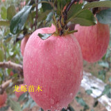 蜜脆蘋(píng)果蘋(píng)果苗花芽形成的條件