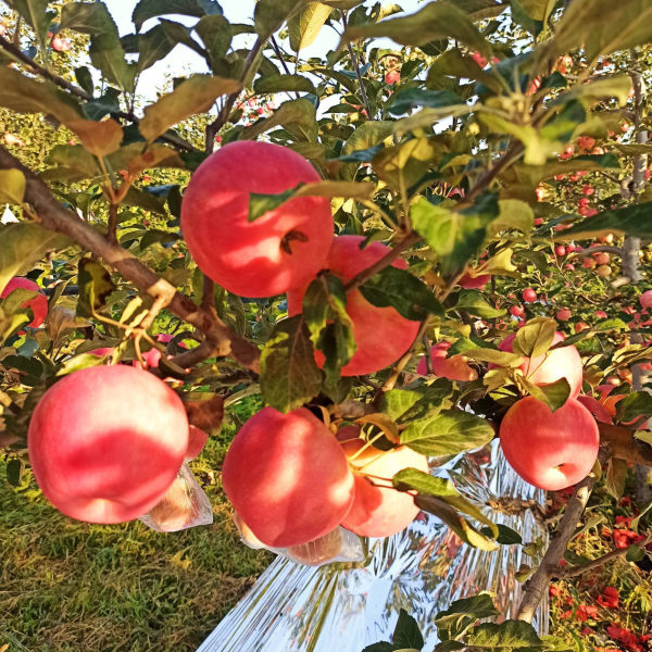 蜜脆苹果苹果苗