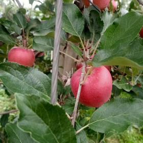 爱妃苹果苹果苗不同生长状态管理