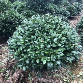 1米茶梅球價(jià)格 茶梅樹苗出售