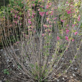 宿遷紅王子錦帶價(jià)格花價(jià)格 紅王子錦帶小苗多少錢一株