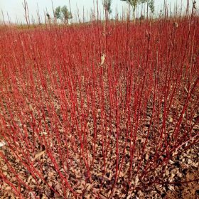 1米高紅瑞木價格  江蘇紅瑞木苗哪里有賣