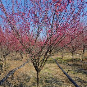 紅梅苗木價(jià)格行情 沭陽(yáng)紅梅樹(shù)苗圃