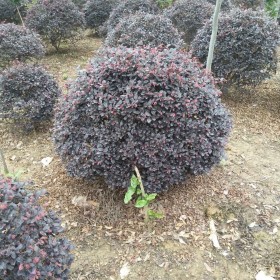 紅花檵木球價格 批發(fā) 宿遷紅花繼木球基地