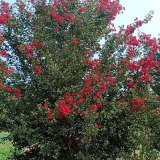 紅花紫薇價格 紅花紫薇樹苗多少錢一棵