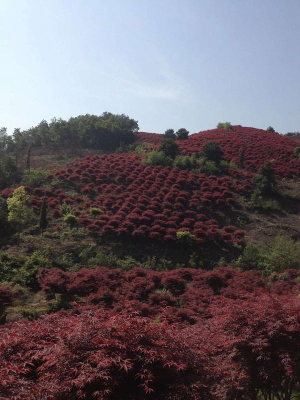 日本红枫