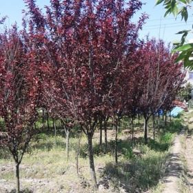 10公分紅葉李多少錢一棵  紅葉李種植基地