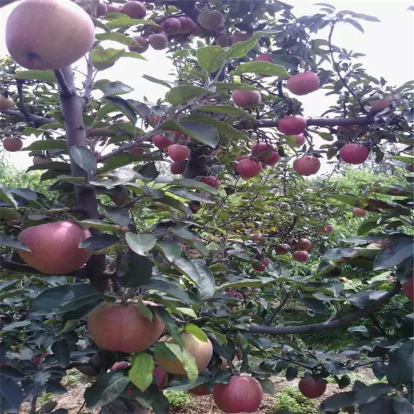 苹果苗 苹果树苗