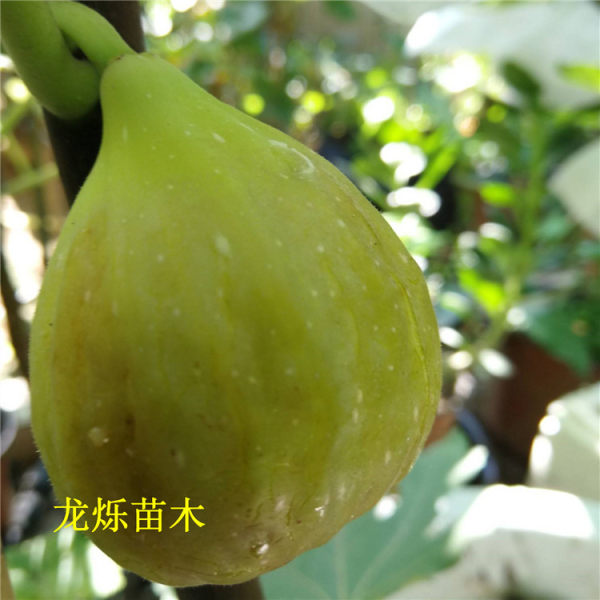 布兰瑞克无花果苗