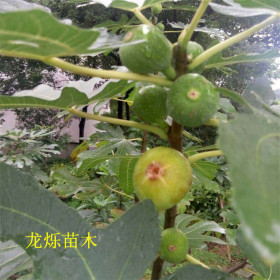 今年布兰瑞克无花果苗挂果多收益高