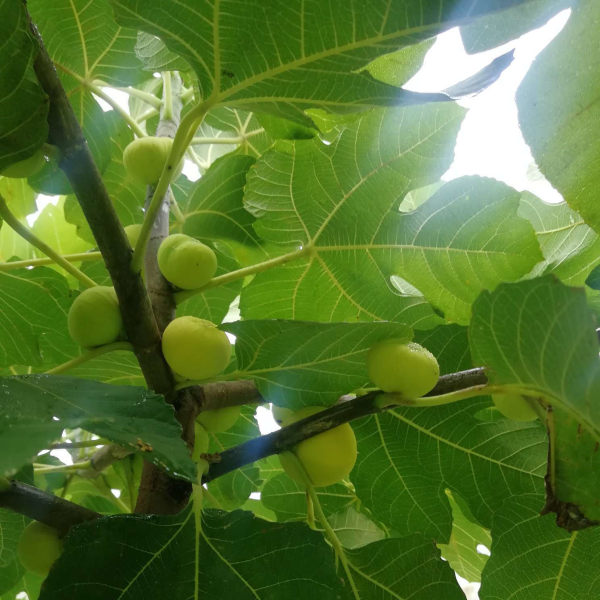 金傲芬无花果苗