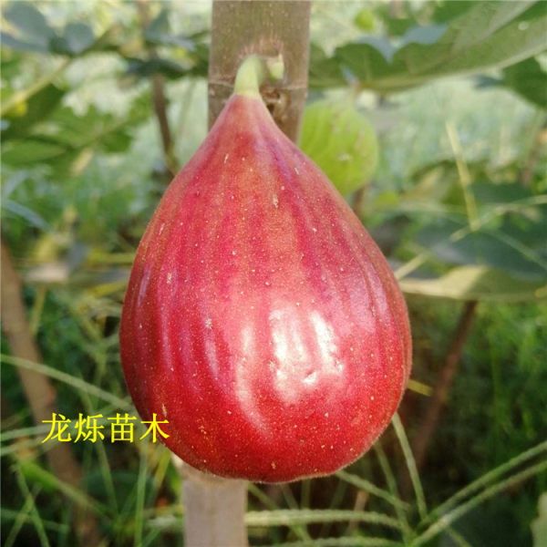 波姬紅無(wú)花果苗