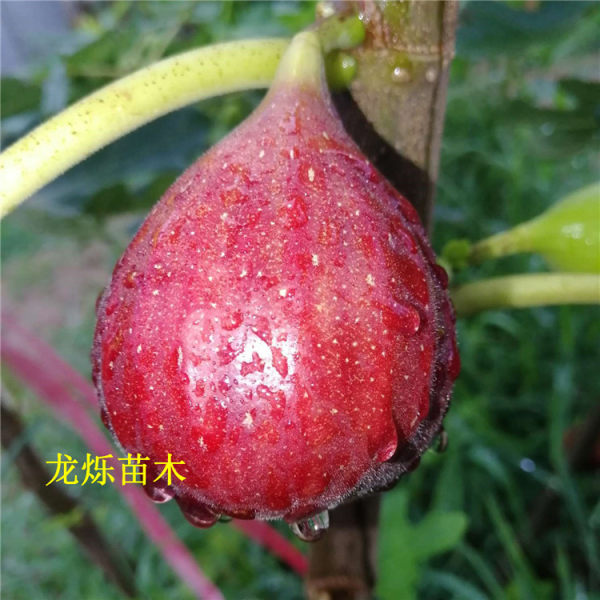 波姬紅無(wú)花果苗