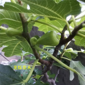 今年斯特拉无花果苗挂果多收益高