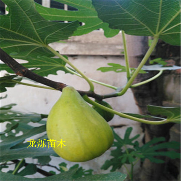 斯特拉无花果苗