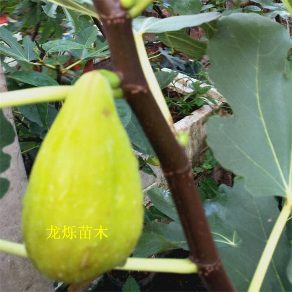 斯特拉无花果苗