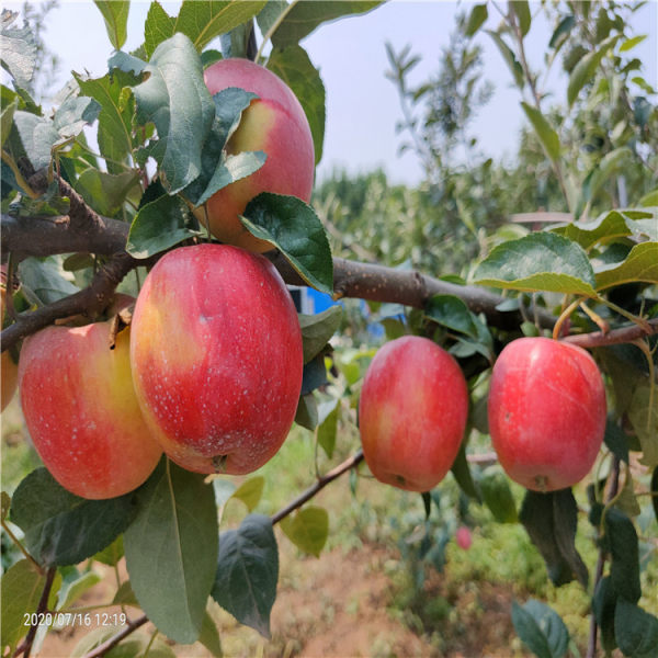 苹果苗 苹果树苗