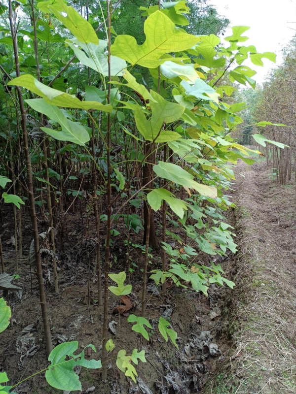 马褂木树苗价格(马褂木树苗价格走势)