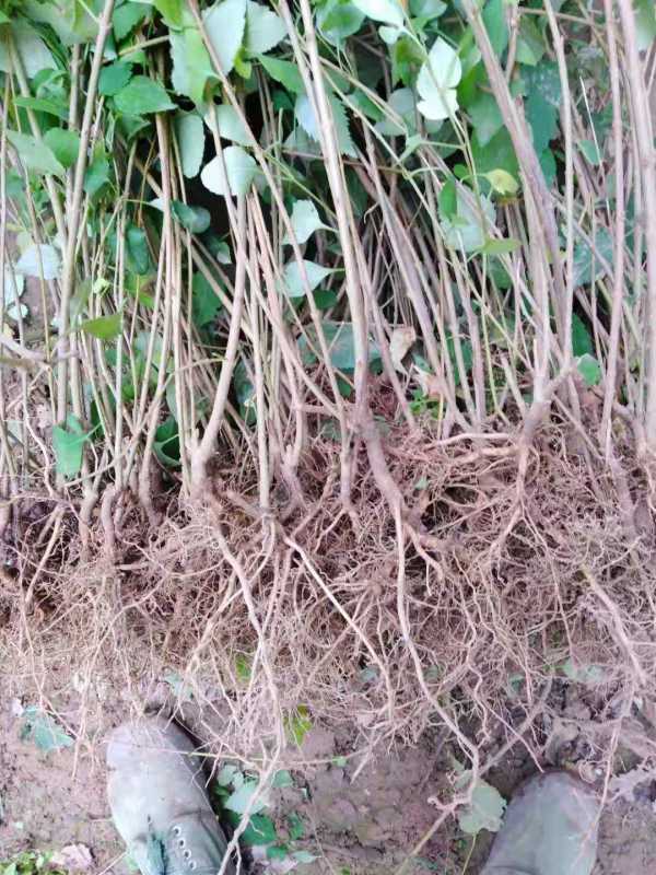 雯森連翹苗種植基