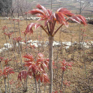 泰山紅油香椿