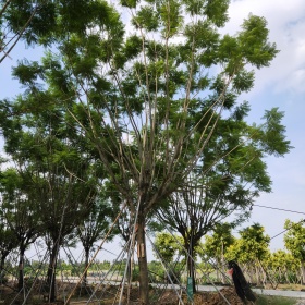 重慶藍(lán)花楹 藍(lán)花楹基地 15公分藍(lán)花楹 藍(lán)花楹批發(fā)