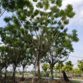 重慶藍(lán)花楹 藍(lán)花楹基地 15公分藍(lán)花楹 藍(lán)花楹批發(fā)