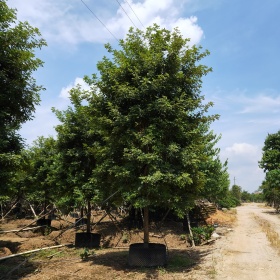 重慶黃花風(fēng)鈴木 黃花風(fēng)鈴木基地 15公分黃花風(fēng)鈴木