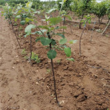 哪里出售早熟苹果树苗 蜜脆苹果树苗基地在哪里