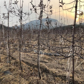 哪里有嫁接苹果树苗 晚熟苹果树苗哪里有卖的