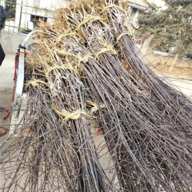 哪里卖晚熟苹果树苗 苹果树苗繁育基地