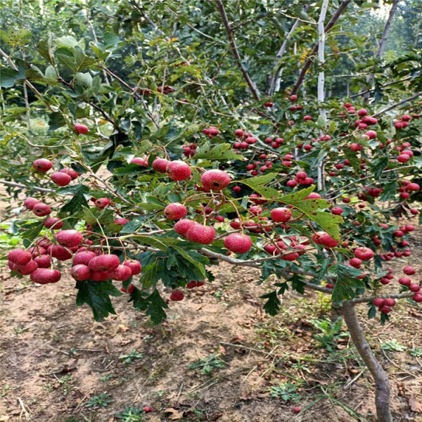 山楂苗 山楂樹苗