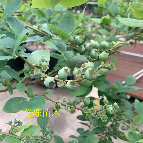 绿宝石南高丛蓝莓