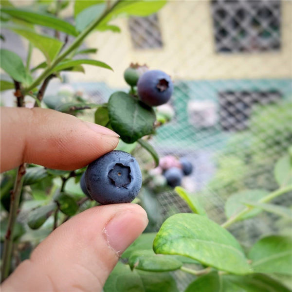 绿宝石南高丛蓝莓