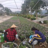 長春花袋苗 金盞花袋苗 日日春批發(fā)