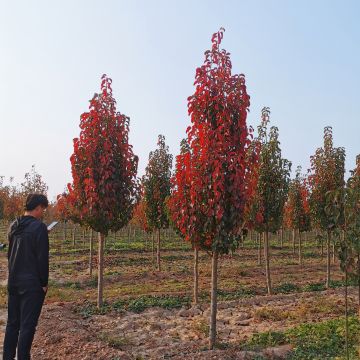 彩葉豆梨秋火焰苗