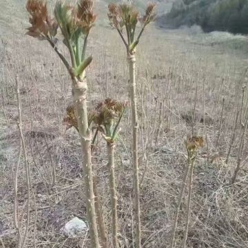 刺嫩芽苗