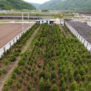 東北紅豆杉小苗